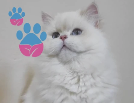 Çok Asil secereli yakışıklı oğlum