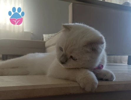 Kızımıza eş arıyoruz