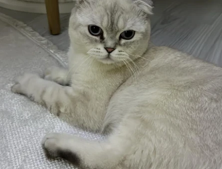 Erkek scottish fold kedime eş arıyorum - 118980389