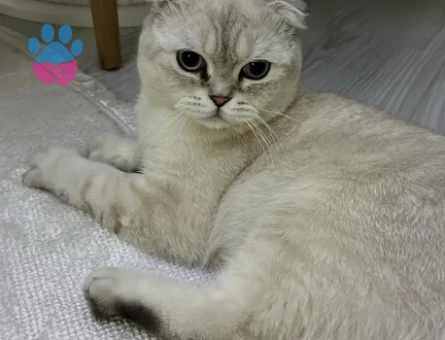 Erkek scottish fold kedime eş arıyorum - 118980389