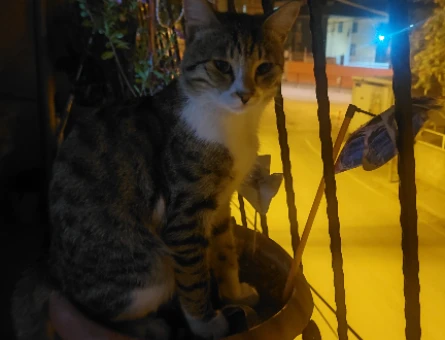 Kızgınlık döneminde - 118980414