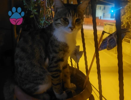 Kızgınlık döneminde