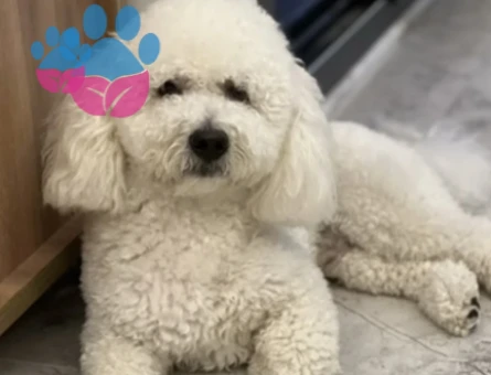 Maltipoo Oğlumuz Şangay İçin Bir Eş Arıyoruz
