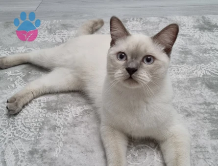 Yakışıklı oğlumuza acil eş aranıyor