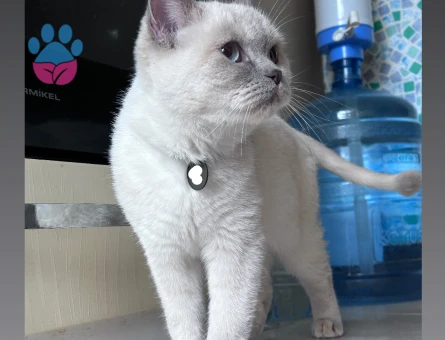 British Shorthair-Bluepoint