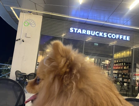 Pomeranian oğluma eş arıyoruz - 118980465