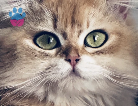 Yakışıklı oğluma güzel British  dişi arıyorum