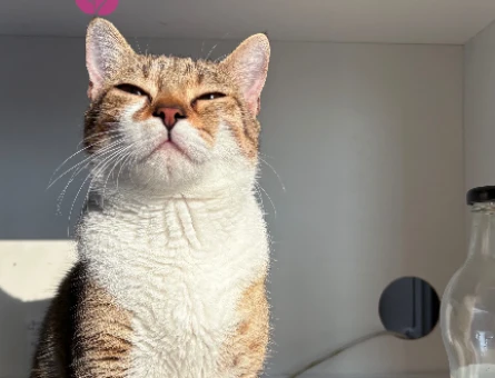 KADER YENİ KADERİNİ ARIYOR KEDİ DİŞİ - 118980520