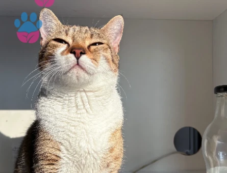 KADER YENİ KADERİNİ ARIYOR KEDİ DİŞİ