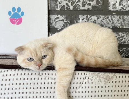SCOTTSH FOLD KEDİME EŞ ARIYORUM