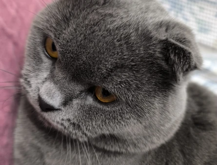 SCOTTİSH FOLD KEDİME EŞ ARIYORUM - 118980577