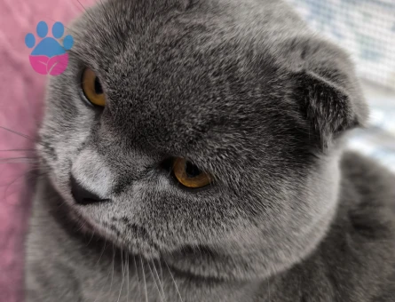 SCOTTİSH FOLD KEDİME EŞ ARIYORUM
