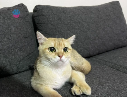 Çiftleştirme dişi british shorthair gold - 118980583