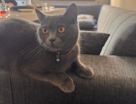British Shorthair Kızıma Eş Arıyorum - 118980586