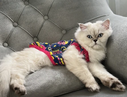 British Longhair 1 Yaşında Eş Arıyor - 118980626