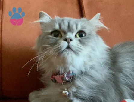 7 aylık dişi kedimiz icin es arıyoruz