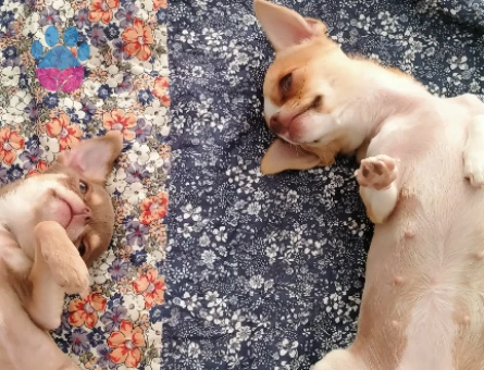 Chihuahua 1 Yaşında Köpeğim Eş Arıyor
