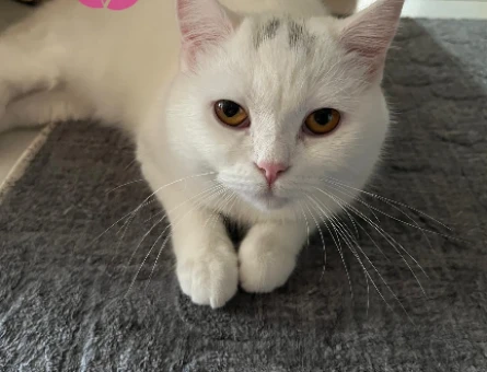 British SHorthair 11 AYLIK Kedim Eş Arıyor - 118980684