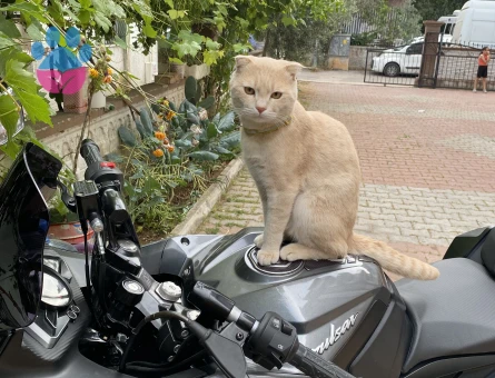 Oglusuma eş arıyoruz