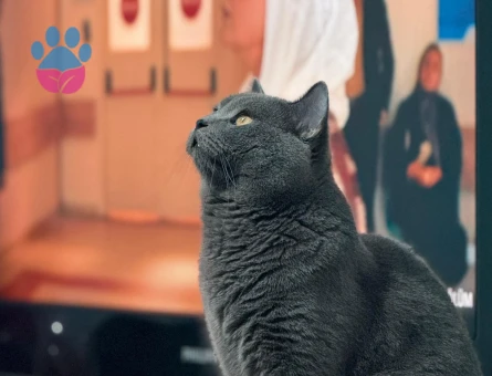 geceme gündüz olacak bir kedi arıyorum