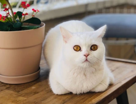 British Shorthair Kedimize eş arıyoruz - 118980771
