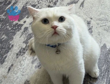 British Shorthair Kedim İçin Eş Arıyorum