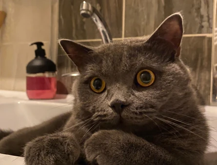 British Shorthair 1,5 Yaşında Eş Arıyor - 118980778