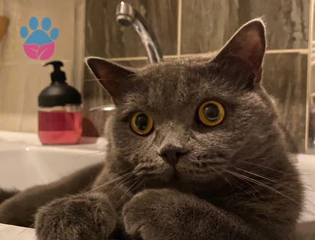 British Shorthair 1,5 Yaşında Eş Arıyor