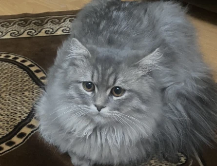 British Shorthair Kızıma Eş Arıyorum - 118980787
