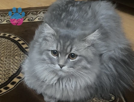 British Shorthair Kızıma Eş Arıyorum