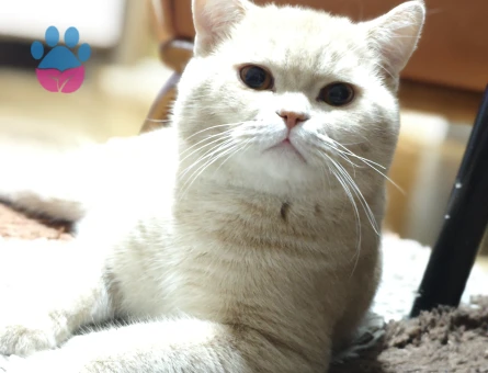 British erkek kedimize eş arıyoruz