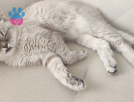 Britihs shothair kedime eş arıyorum