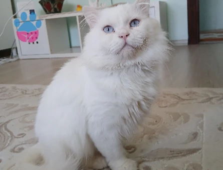 British Longhair Ares Eş Arıyor