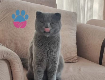 Scottish fold neredeyse 1 yaşında kızgınlık döneminde eş arıyoruz - 118980972
