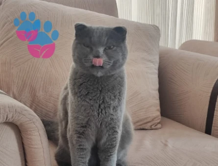 Scottish fold neredeyse 1 yaşında kızgınlık döneminde eş arıyoruz