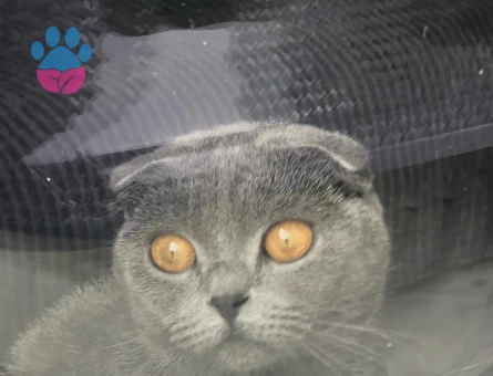 Kedim kızgınlıkta erkek british arıyorum.