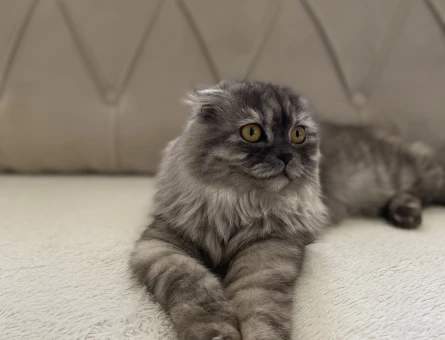 British Shorthair 1 Yaşında Eş arıyorum - 118980992