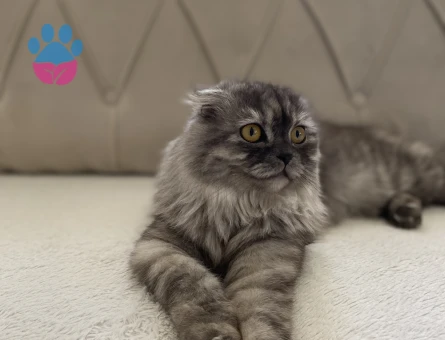 British Shorthair 1 Yaşında Eş arıyorum