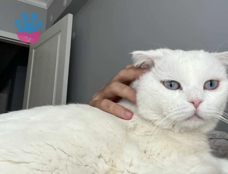 Kedimiz erkek deneyimsiz  eş arıyoruz dişi