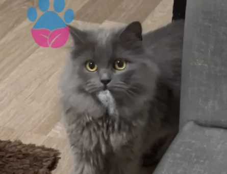British longhair pitty kızımıza damat - 118981005