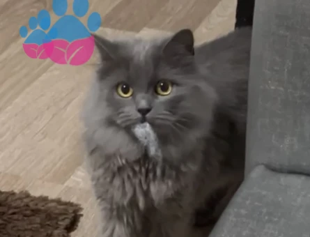 British longhair pitty kızımıza damat