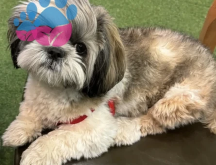 Shih tzu