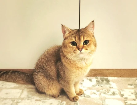 British Shorthair Tecrübeli Oğluma Eş Aranıyor - 118981130