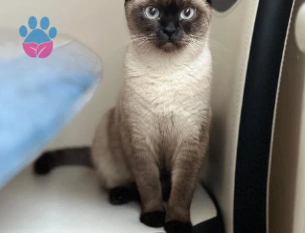 Kedimizin türü siyamdır cins kedi arıyoruz