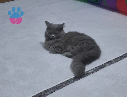 İngiliz britis DAMAT ADAYLARI ARIYOR