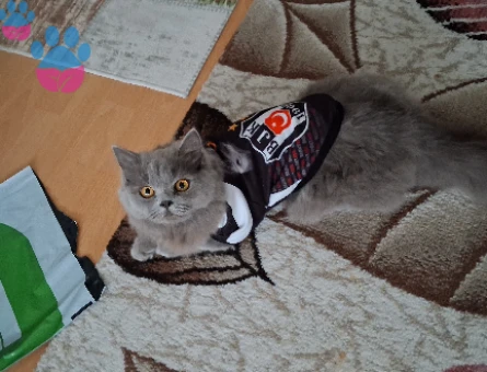 İngiliz britis DAMAT ADAYLARI ARIYOR