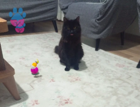 Kızımıza eş arıyoruz