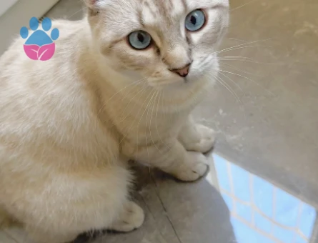 Oğluma eş arıyorum