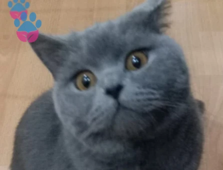 British Shorthair 1 Yaşında Eş ,Arıyoruz