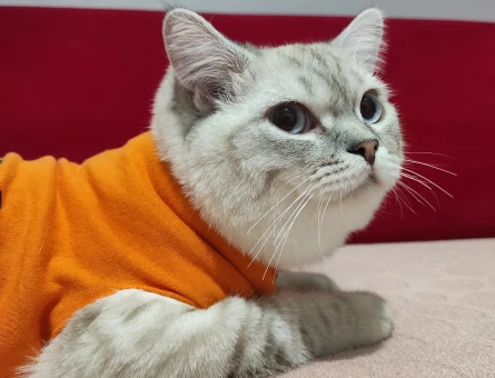 British Shorthair Erkek 2 Yaşında Eş Arıyor - 118981190